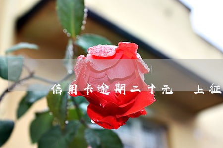 信用卡逾期二十元 上征信了 信用卡逾期二十元 上征信了
